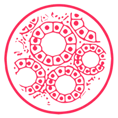 ONCOdianova icon: tissue cells